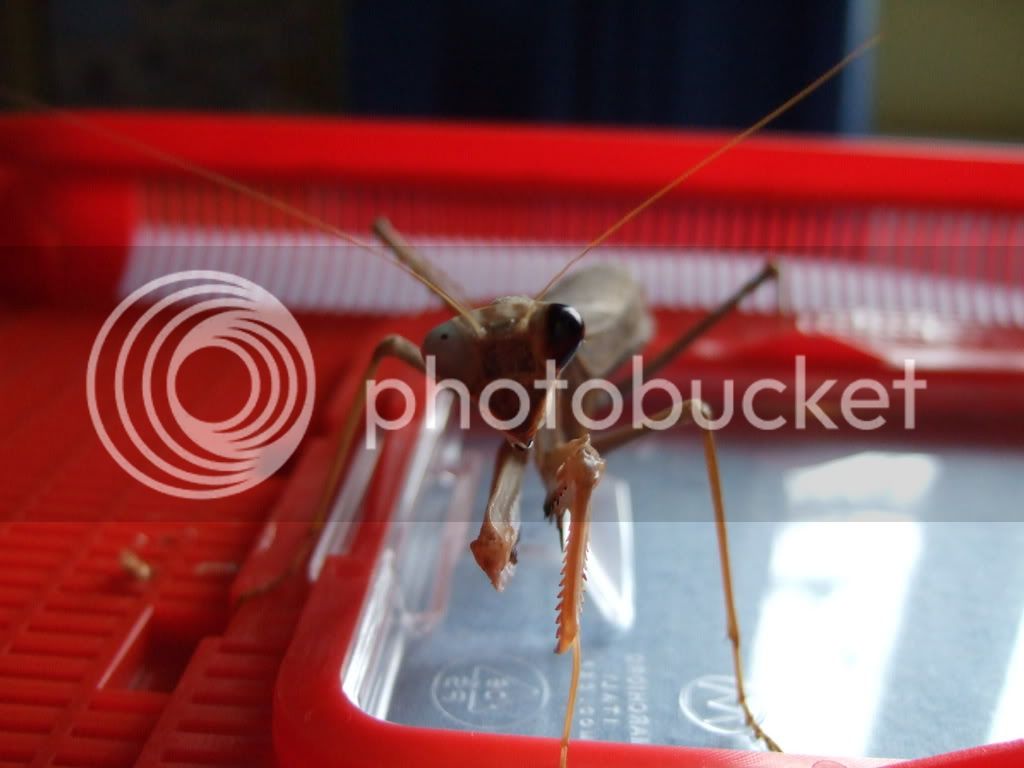 Mymantids029.jpg