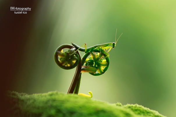 pod-0063-bug-on-bike-tuscel-ico.jpg