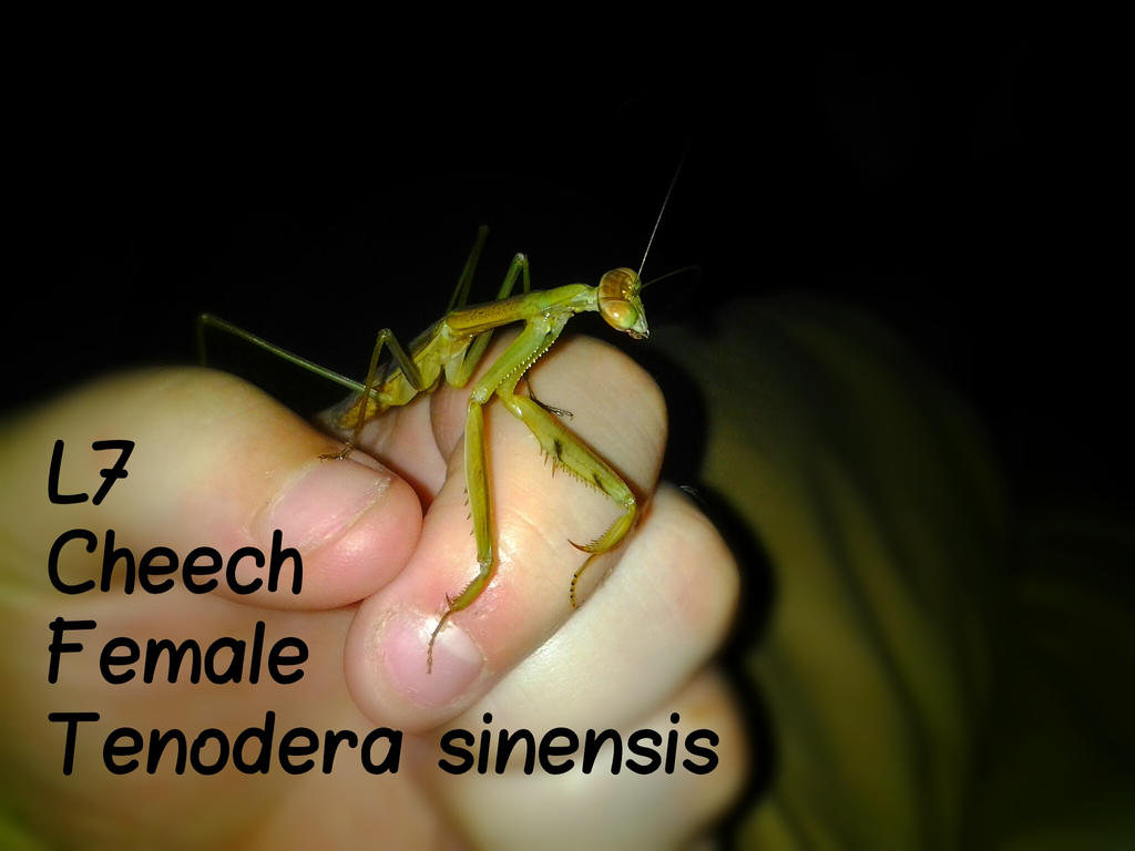 l7_cheech__female_tenodera_sinensis_by_alexandersmantids-d7ocv63.jpg