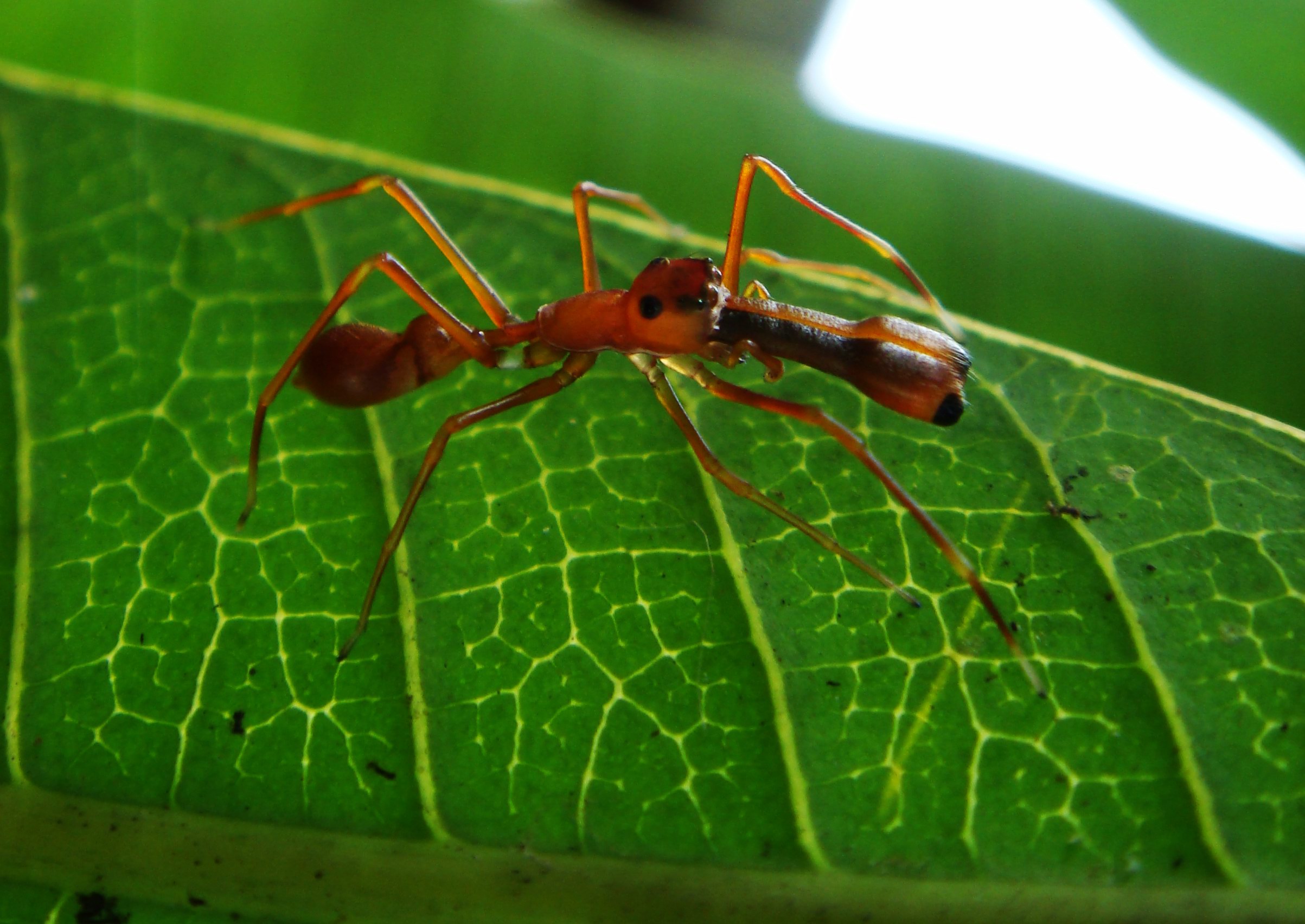 Myrmarachne_plataleoides_-_jumping_spider_that_mimics_the_Kerengga_or_weaver_ant.jpg