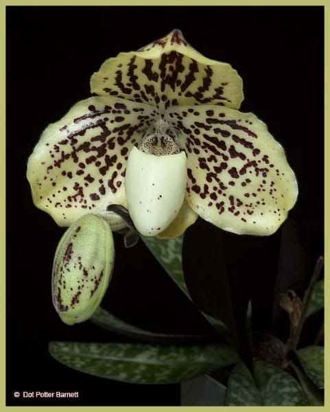 Paph_godefroyae.jpg