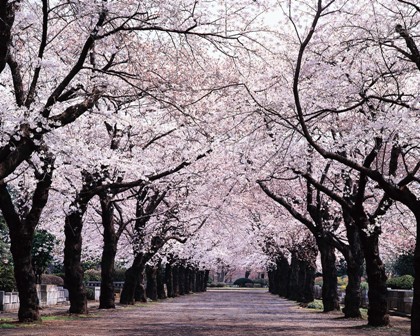cherry-blossom-trees1.jpg