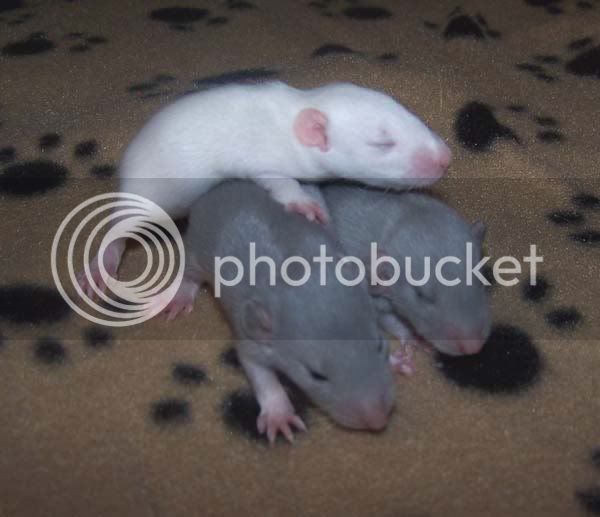 rats068.jpg