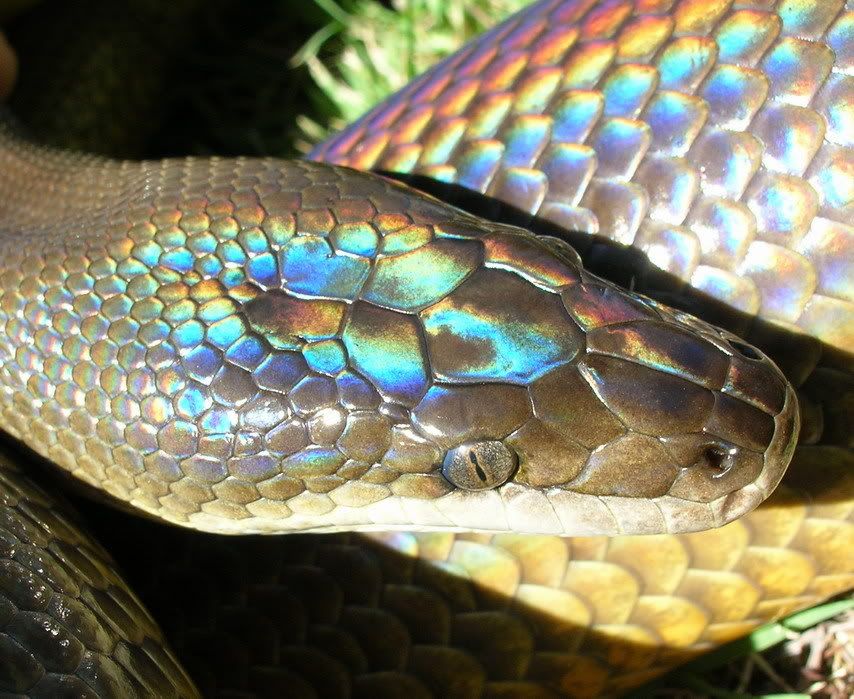 Какой цвет змеи 2025. Полоз хамелеон. Питон хамелеон. Змея цвета хамелеон. Змея блестящая хамелеон.