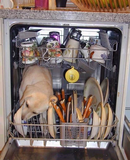 dishwasher_really.jpg
