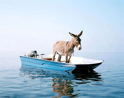 funny-donkey-in-boat.jpg