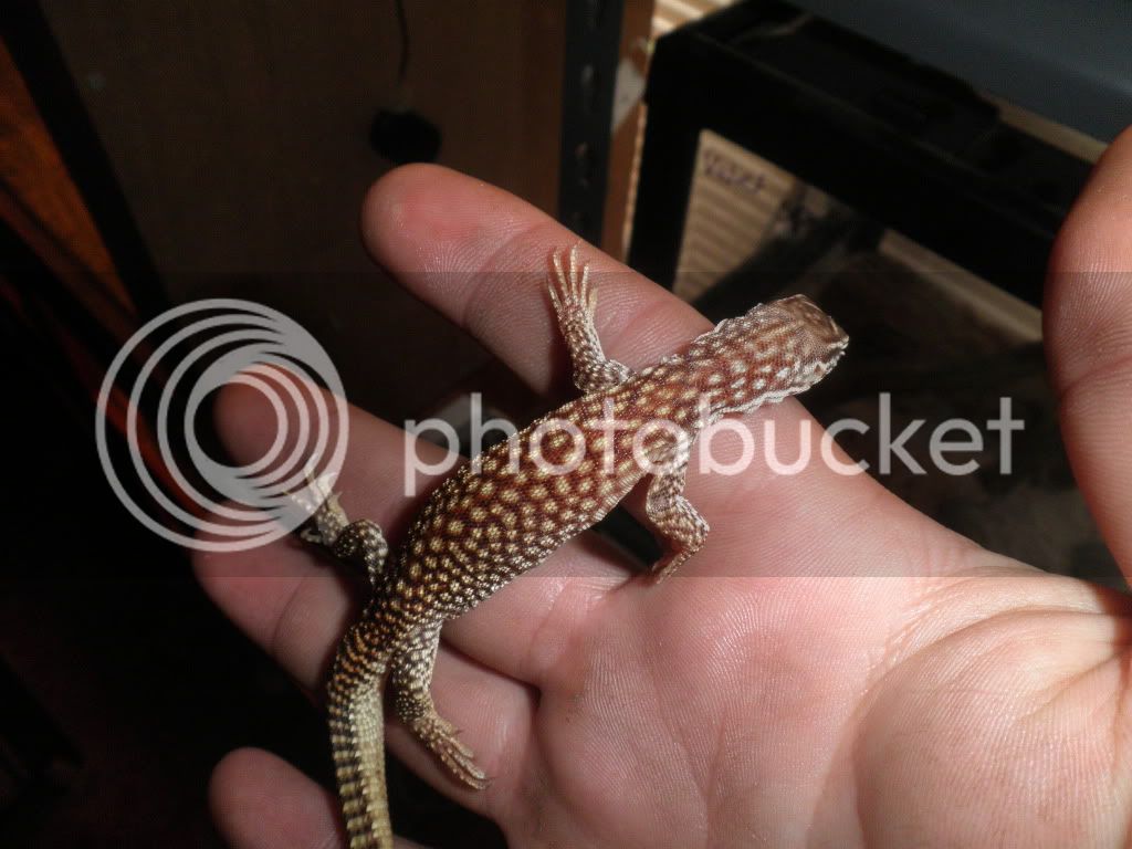 reptiles011.jpg