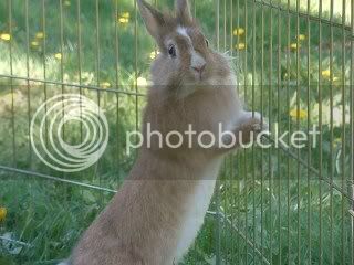 bunnies018.jpg