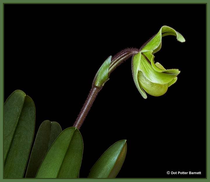 Paph_druryi-side-09-1.jpg