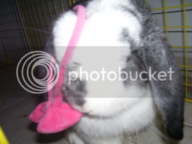 Bunnypictures-Leanne039.jpg