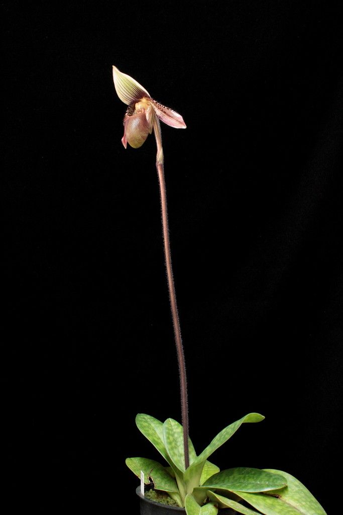 Paph%20ciliolare%20Pink1-3_zps7oca03qr.jpg