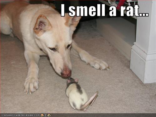 smell+a+rat.jpg