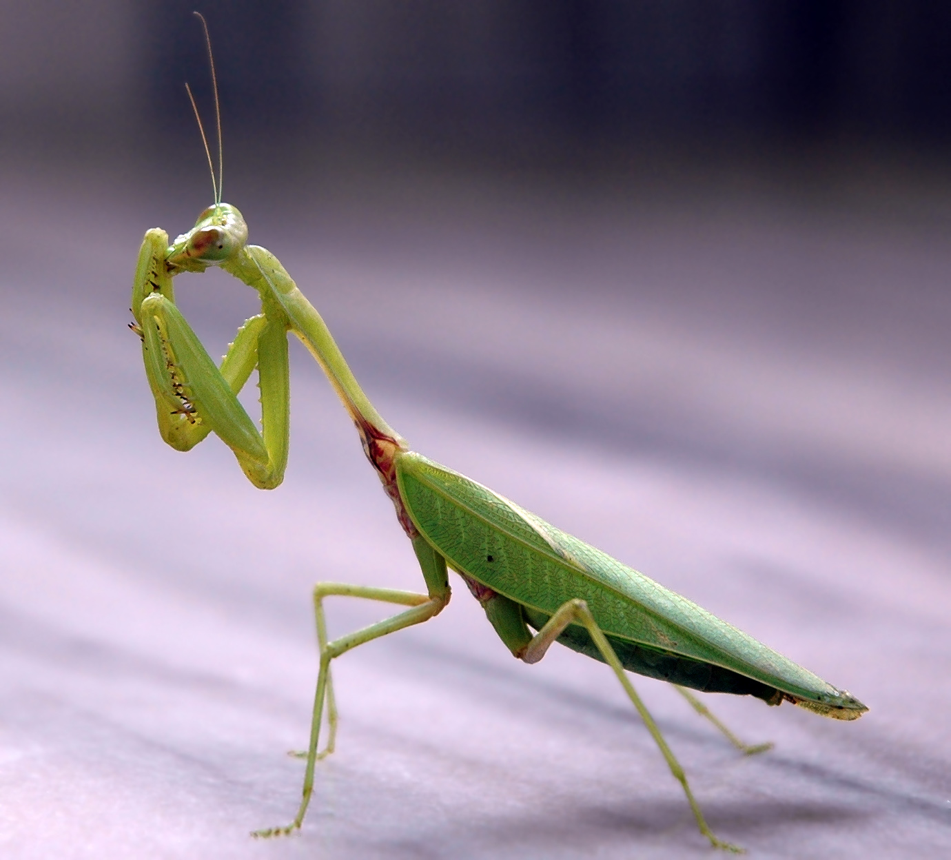 Praying_mantis_india.jpg