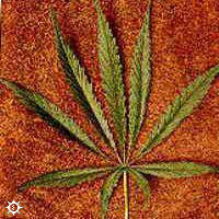 cannabis_sativa_thai.jpg