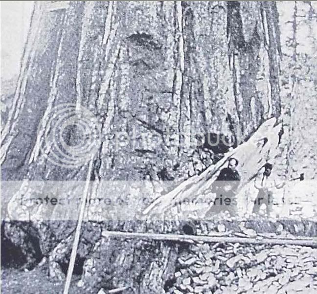 RedwoodMammoth.jpg