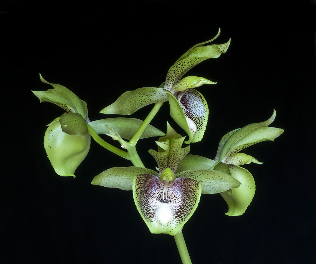 Catasetum-Brandon-Kenwood.jpg