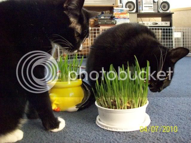 CatGrass004.jpg