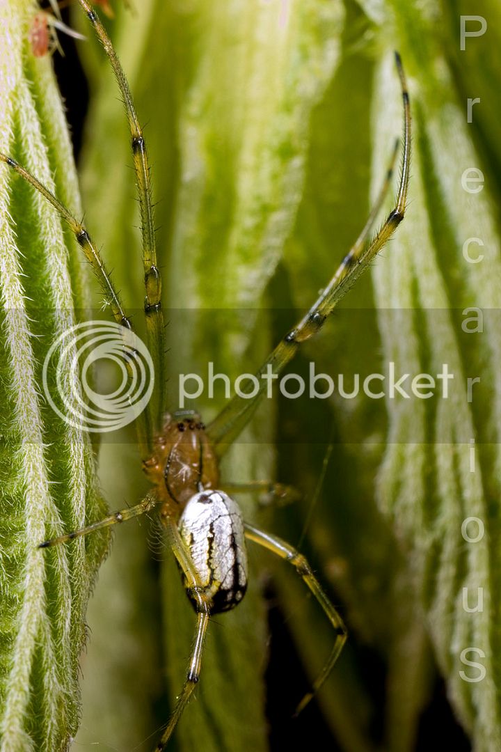 Spider_1819-sm.jpg