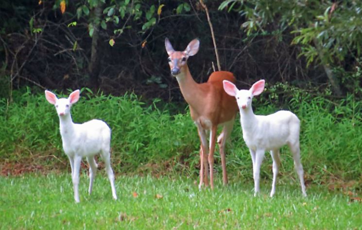 albino-deer-fawn-090518.jpg