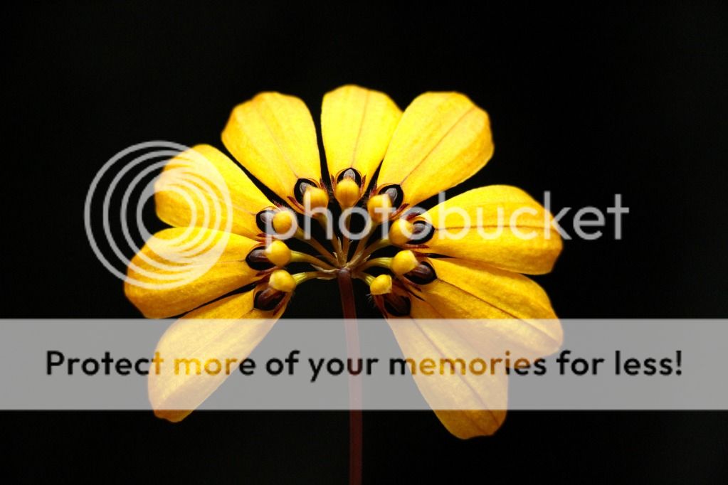Bulbophyllummastersianumoct2012.jpg