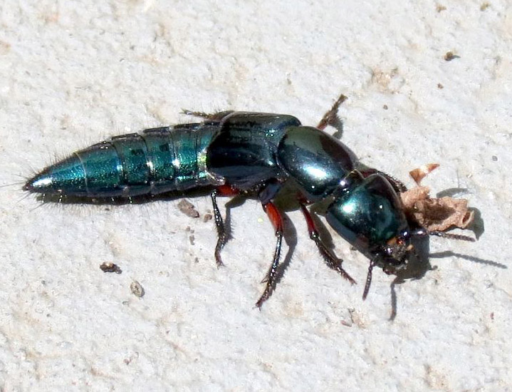 rove_beetle_brazil_daniel.jpg