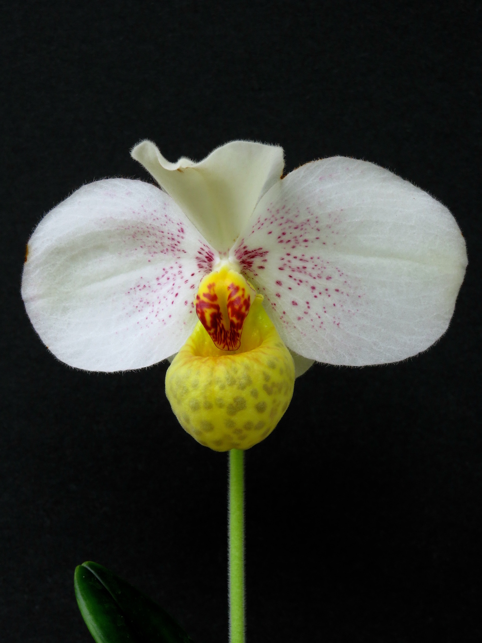 Paph.emersonii.zoom.canon.Juin18.jpeg