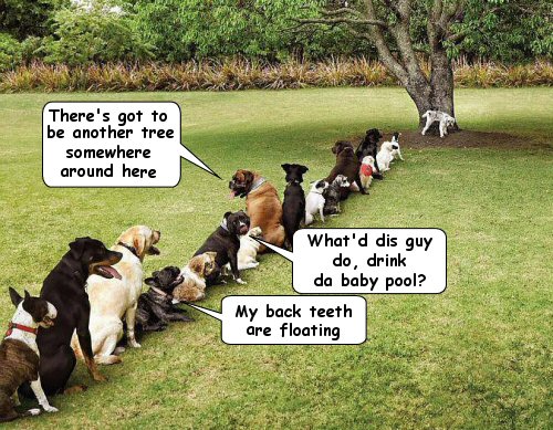 funny-dog-picture-doggie-pee-line.jpg