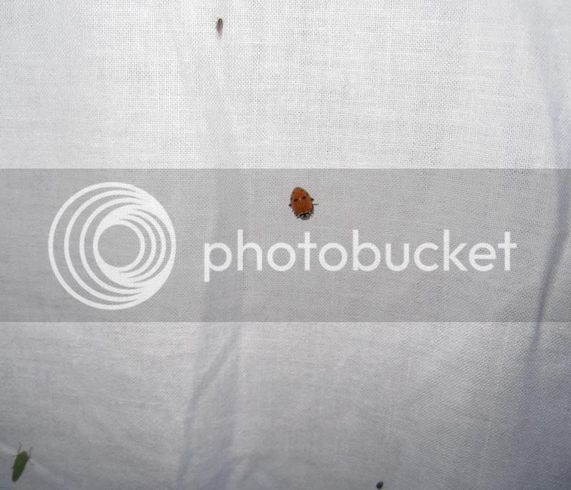ladybug1.jpg