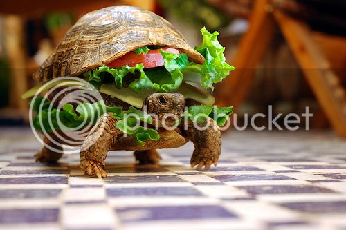 turtleburger.jpg