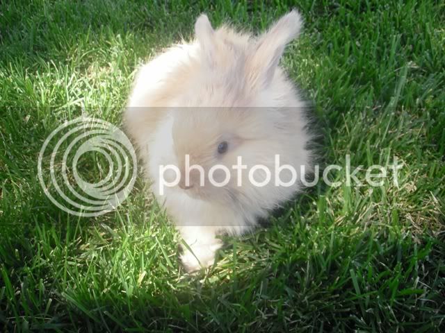 bunny0716095.jpg