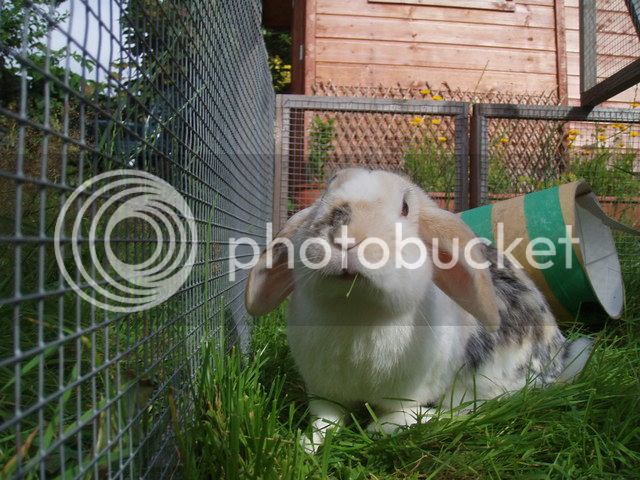 bunnies065-1.jpg