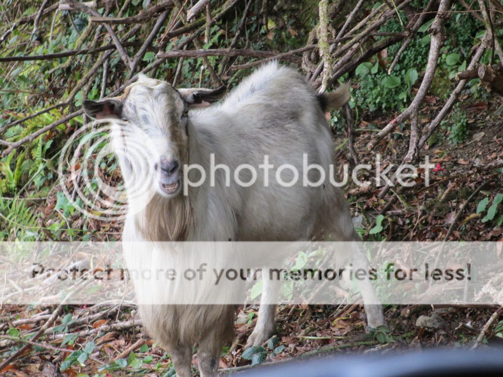 arboristGOAT043.jpg