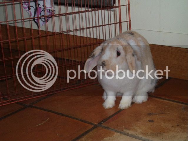 bunnies026.jpg