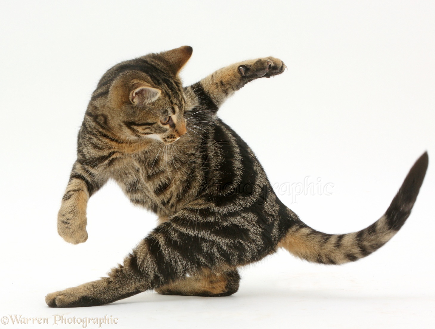 Cat-chasing-tail.jpg