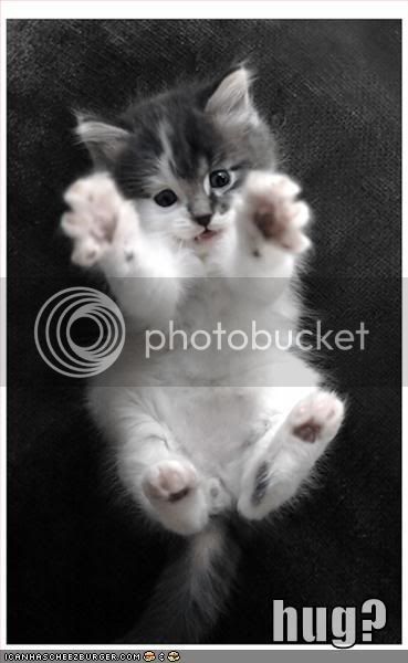 funny-pictures-kitten-hug.jpg