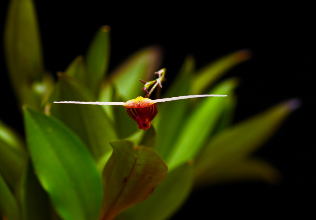 scaphosepalum_merinoi_01.jpg