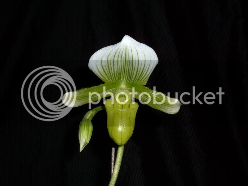 OrchidPictures2008009.jpg