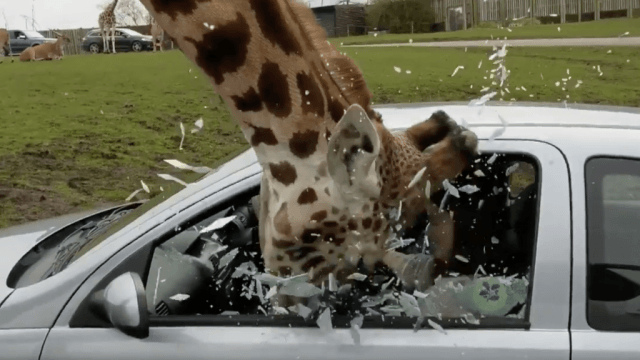 Giraffe-Smash.png