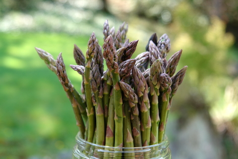 asparagus.JPG