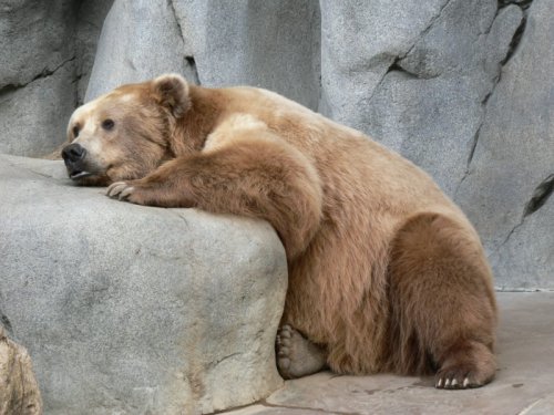 sad_bear.jpg