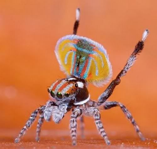 PeacockSpider-Maratusvolans.jpg