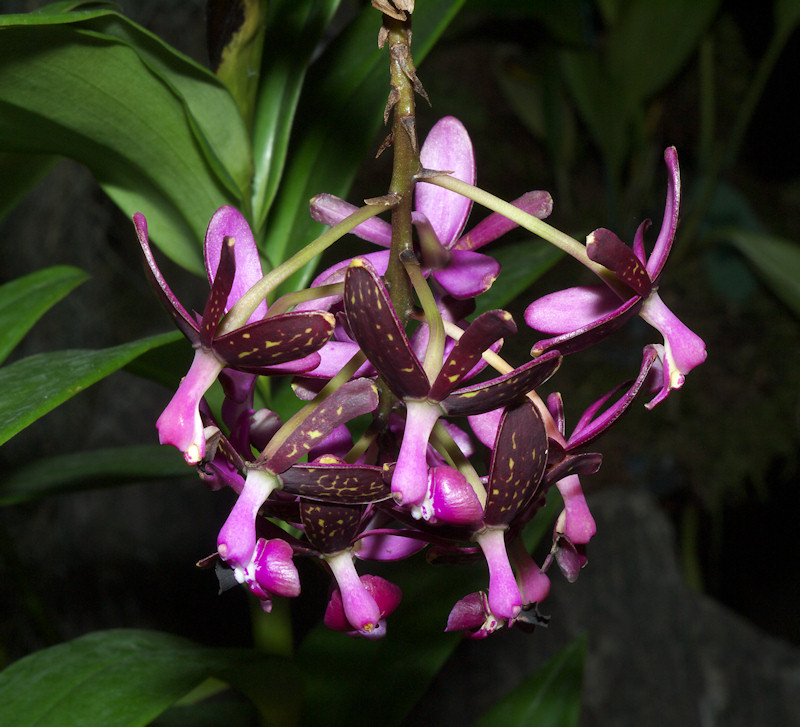Epidendrum%20cnemidophorum.jpg