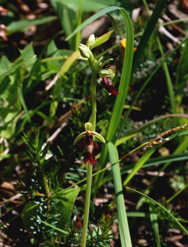 Ophrysinsectifera4aNiederhauserTal2.jpg