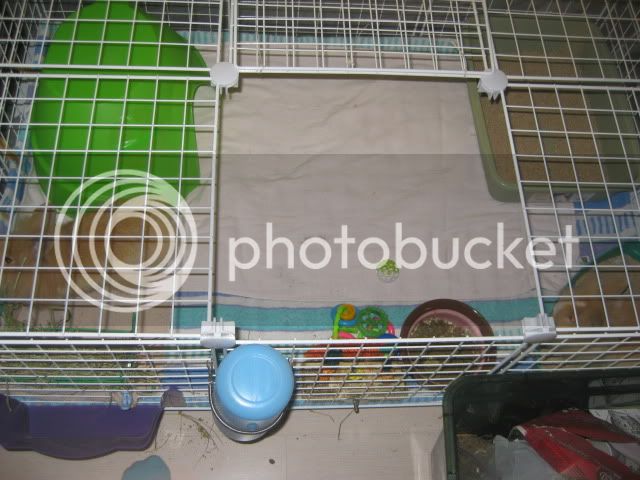 April-bunnys-sale-cat019.jpg