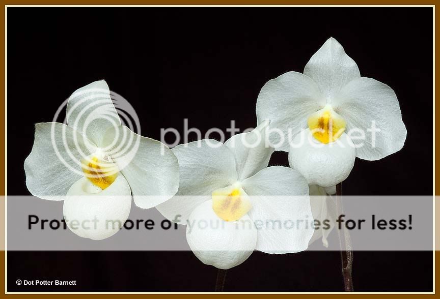 Paph_ArmeniWhite-3flowers.jpg