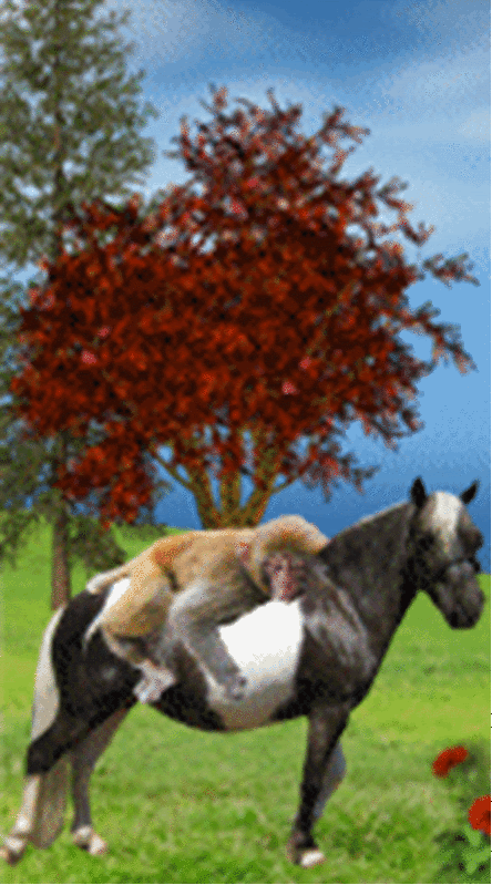 monkey-on-back1.gif