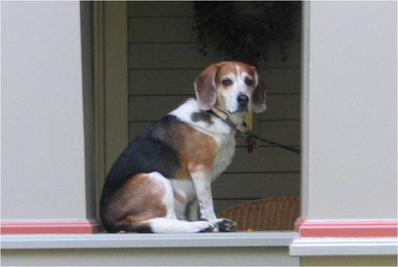 Buddy-Porch1.jpg