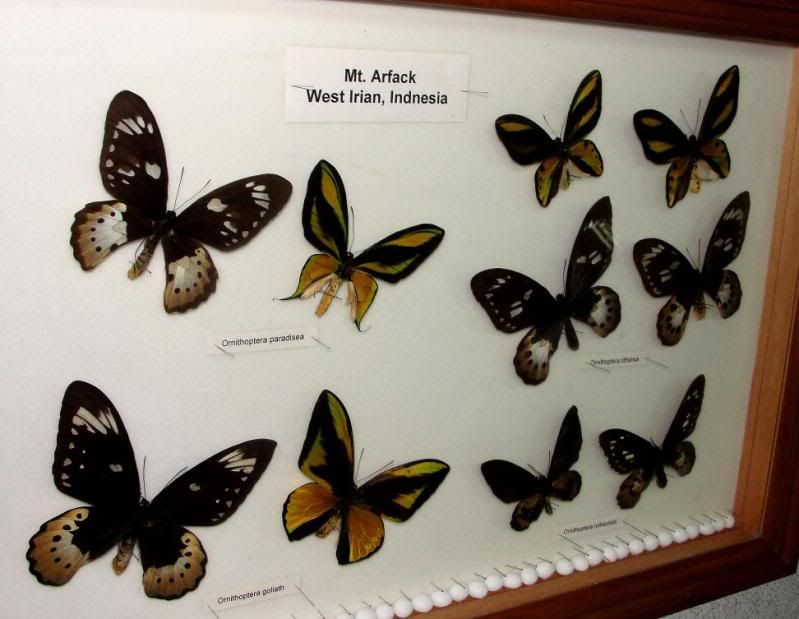 butterflydisplay.jpg