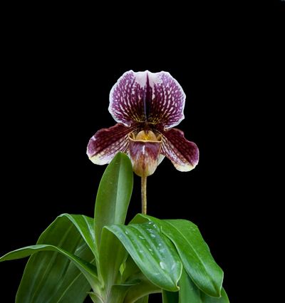 Paph_Redezellexfairrieanum_Thumb_zps3403f05a.jpg