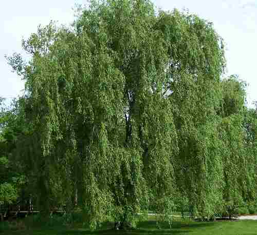 willow-Salix_alba_Morton.jpg